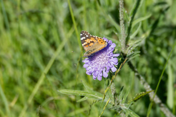 Painted Lady (Vanessa Cardui) Butterfly sitting on a small scabious in Zurich, Switzerland