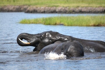 Fototapeta premium 水辺で戯れるアフリカゾウ