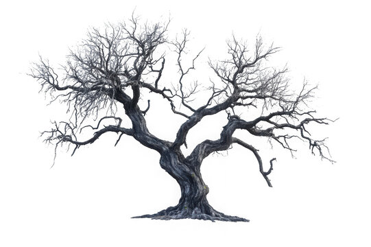 Ancient twisted olive tree isolated on transparent background