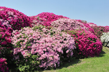 浅香山緑道・つつじ