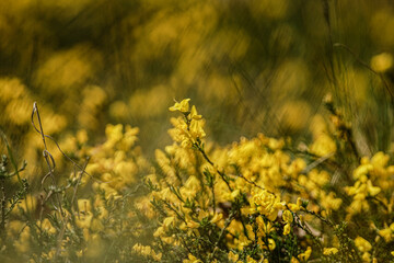 April - Fühling - Spring