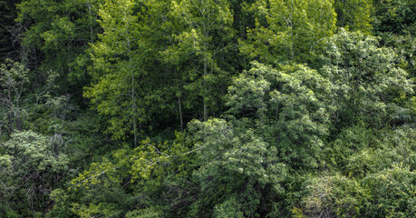 green moss on a tree