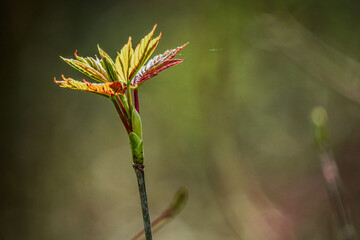 April - Fühling - Spring