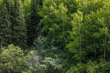green forest in the morning