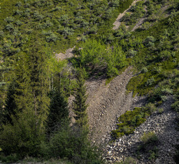 mountain stream in the forest