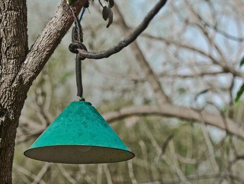 Green lamp on a tree - Powered by Adobe