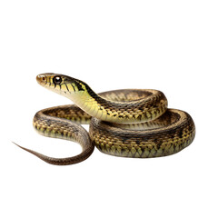 Fototapeta premium garter snake isolated die cut 