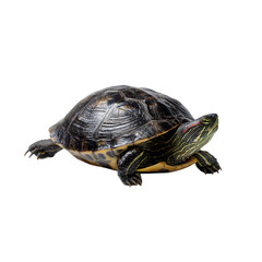 Naklejka premium red-eared slider turtle isolated die cut 