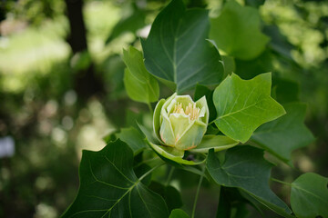 Liriodendron tulipifera L. beautiful ornamental tree in bloom, flowering yellow orange flowers. Liriodendron tulipifera in blossom in spring in the garden . Selective focus