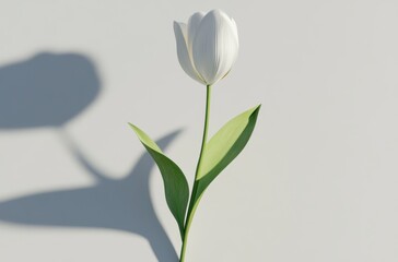 3D render of a single tulip with stem and shadow, white