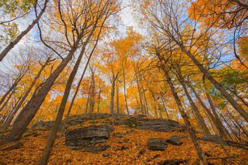 Autumn in Mount Royal park, Montreal, Canada