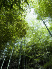 Bamboo forest: tall stems and natural light in a dense, green environment