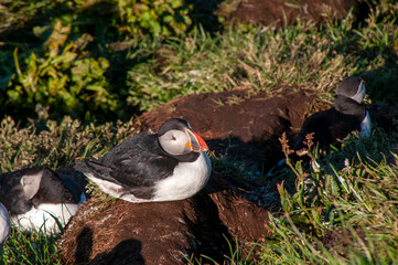 Atlantic puffins relaxing in colony