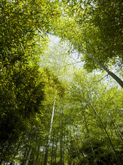 Bamboo forest: tall stems and natural light in a dense, green environment