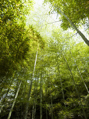 Bamboo forest: tall stems and natural light in a dense, green environment