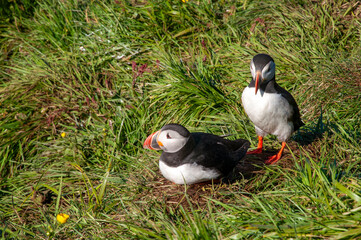 Hafnarholmi  Iceland, atlantics puffin relaxing in grass