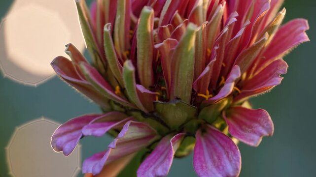 Close-up of a budding flower with soft lighting and bokeh effect, captured from a side angle, resembling a nature video still. Live desktop wallpaper.