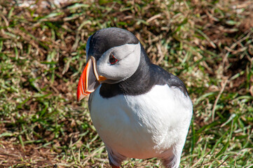 Hafnarholmi  Iceland, close up of atlantic puffin in sunshine