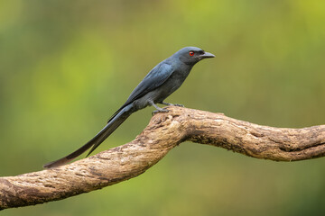 Ashy drongo perched on a branch