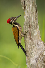 Lesser golden-backed woodpecker perched on a tree