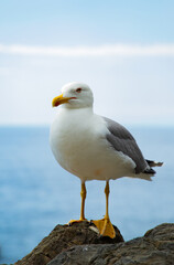 Close-up of a seagull standing on a rock by the sea in Manarola, Liguria, Italy...