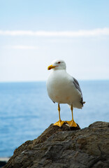 Close-up of a seagull standing on a rock by the sea in Manarola, Liguria, Italy...
