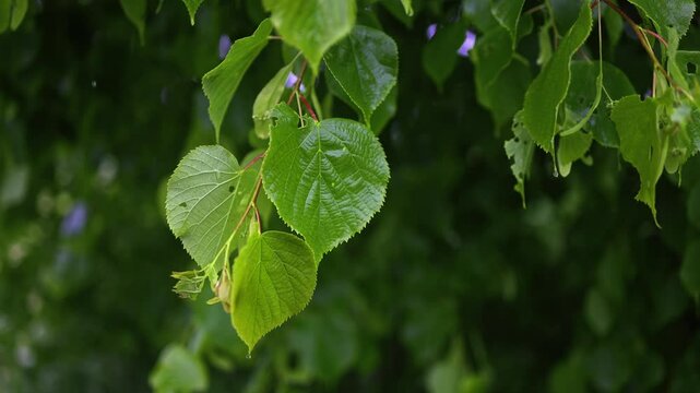 Zeitlupe eines Regentropfens auf einem Baumblatt im Fr&uuml;hling