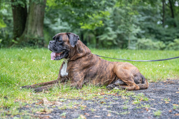 beautiful 3 years old purebred golden brown german boxer dog puppy jumping playing outdoor shooting