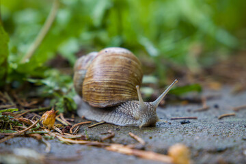 Snail on a green background. Close up view. Selective focus.