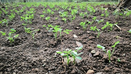 peanut plants on the ground