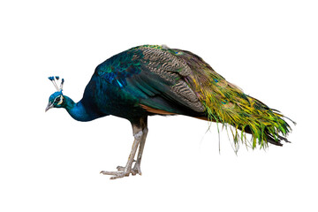 Obraz premium Proud, beautiful blue and green peacock with colorful plumage and tail feathers isolated on white