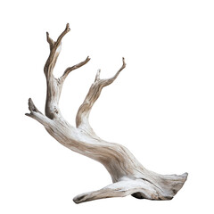 Fototapeta premium Driftwood branch nature isolated on transparent background