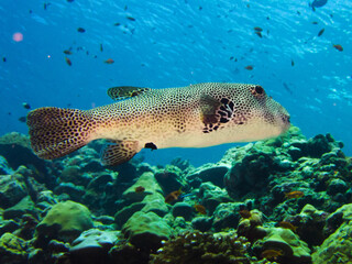 Close-Up of Pufferfish in Coral Reef – Exotic Marine Life