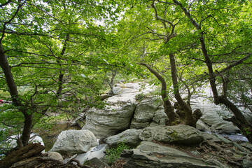 Lush Forest and Rocky Stream in Andros Island, Greece..