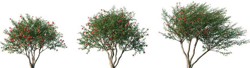 Set of Hibiscus rosa sinensis (Chinese hibiscus, China rose, Hawaiian hibiscus, rose mallow) blossoming frontal street trees isolated png on a transparent background perfectly cutout  © Viktoria
