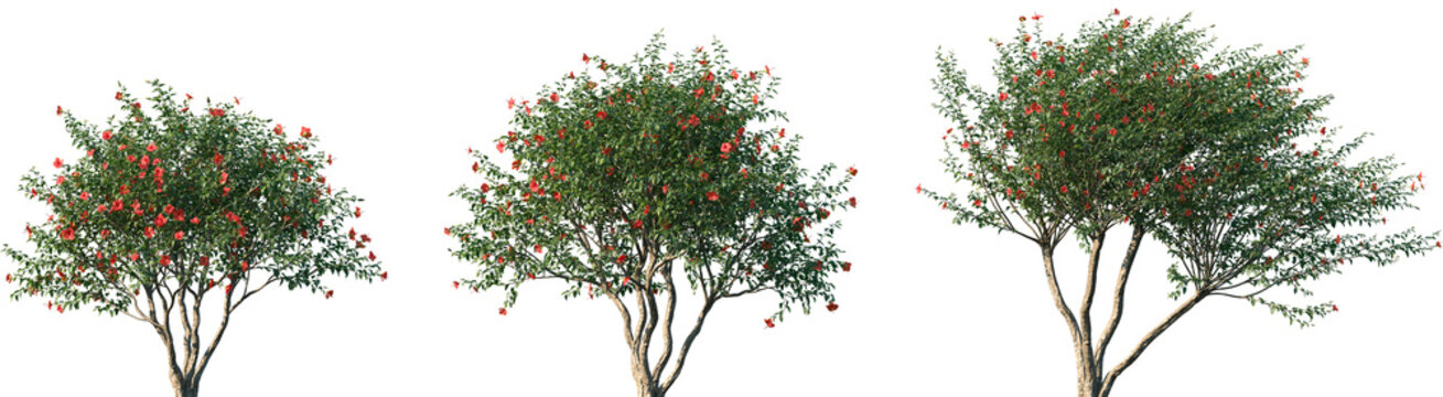 Set of Hibiscus rosa sinensis (Chinese hibiscus, China rose, Hawaiian hibiscus, rose mallow) blossoming frontal street trees isolated png on a transparent background perfectly cutout	