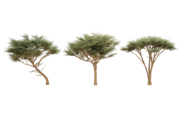 Three acacia trees against a white background.