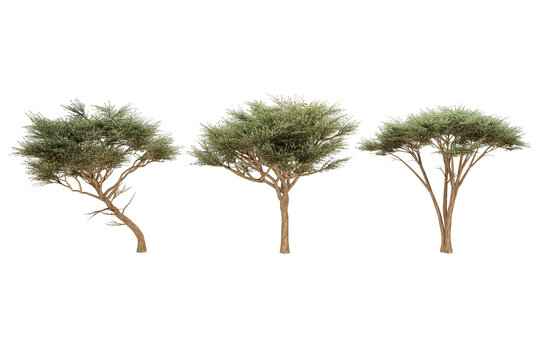 Three acacia trees against a white background.