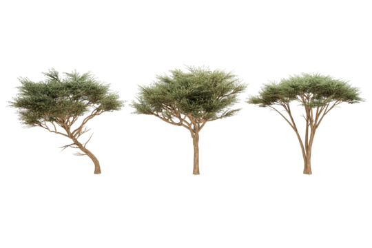 Three acacia trees against a white background.