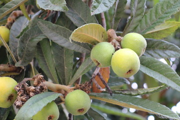 Frucht