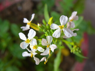 Fototapeta premium White flowers with four delicate petals and yellow centers are displayed against a blurred background, possibly a wall.