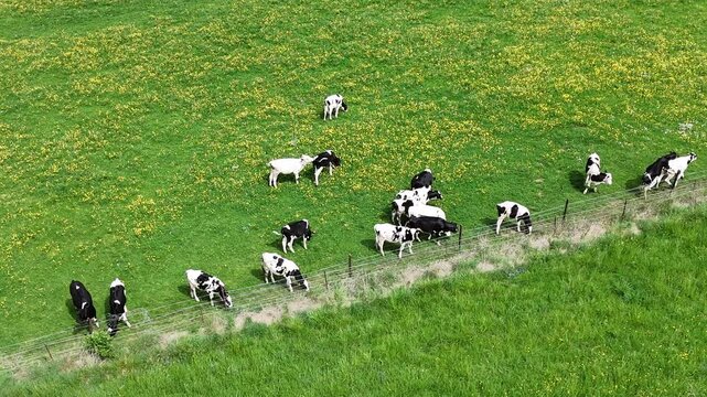 Un troupeau de vaches noires et blanches qui broutent dans un p&acirc;turage bien vert avec des fleurs jaunes et blanches au mois de mai en Lorraine