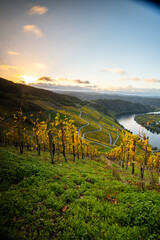 Beautiful vineyards in autumn, yellow leaves, a dreamy sunrise amidst the vineyards. Paths lead through the steep slopes of the sunny Moselle Valley near Piesport.