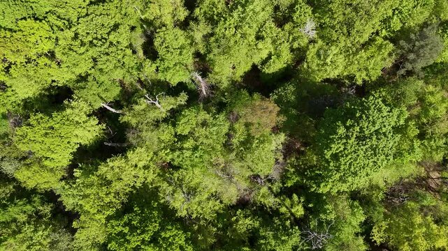 Flug &uuml;ber einen Wald