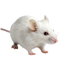 Obraz premium White mouse isolated on transparent background