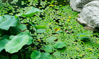 Duckweed on the lake