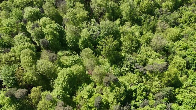 Flug ueber einen Laubwald