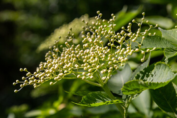 Flower buds and flowers of the Black Elder in spring, Sambucus nigra