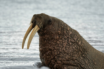 Morse, Odobenus rosmarus, Spitzberg, Svalbard, Norvège