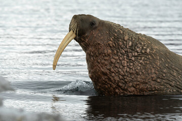 Morse, Odobenus rosmarus, Spitzberg, Svalbard, Norv&egrave;ge